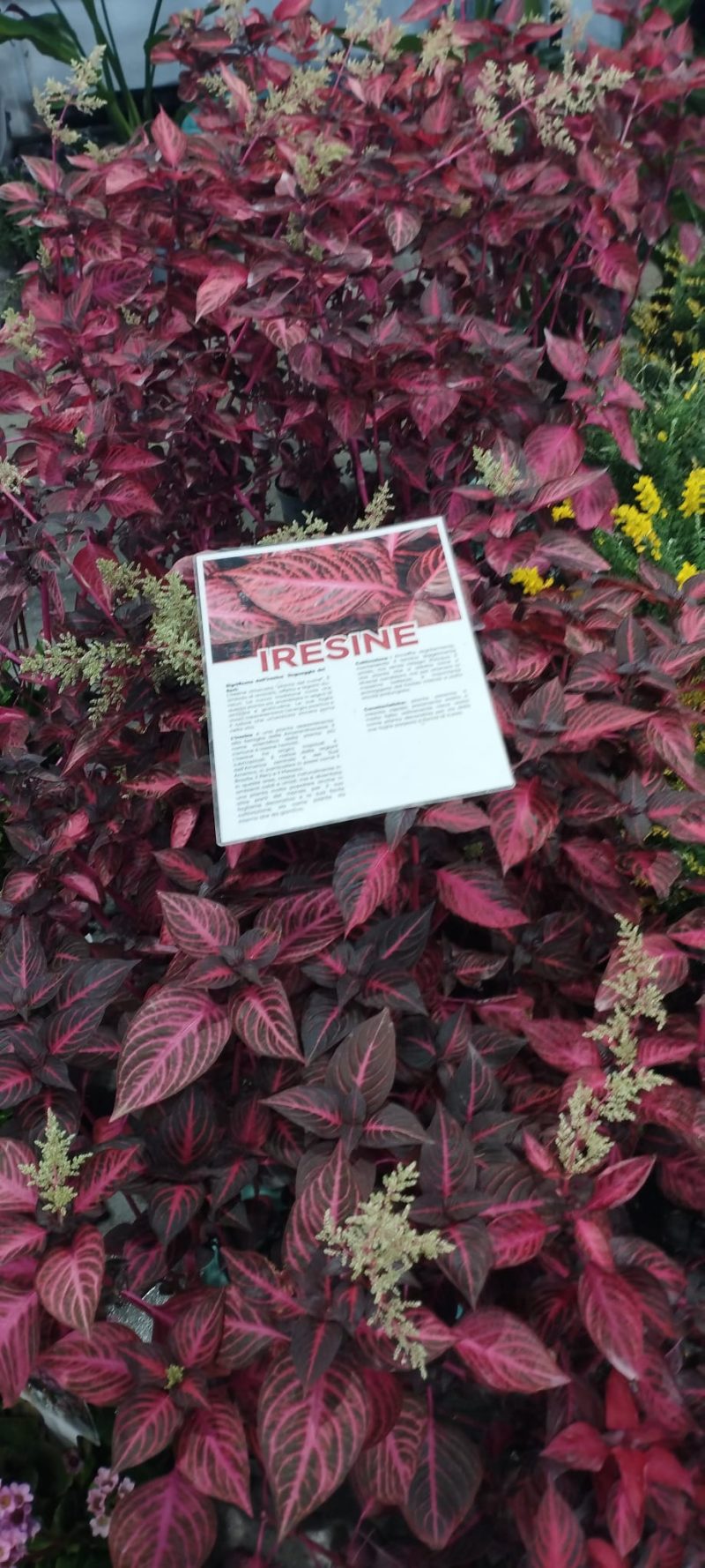 Izlet-clanova-na-Sajam-cvijeca-uomd-rijeka-3