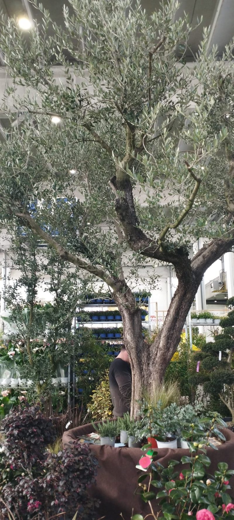 Izlet-clanova-na-Sajam-cvijeca-uomd-rijeka-4