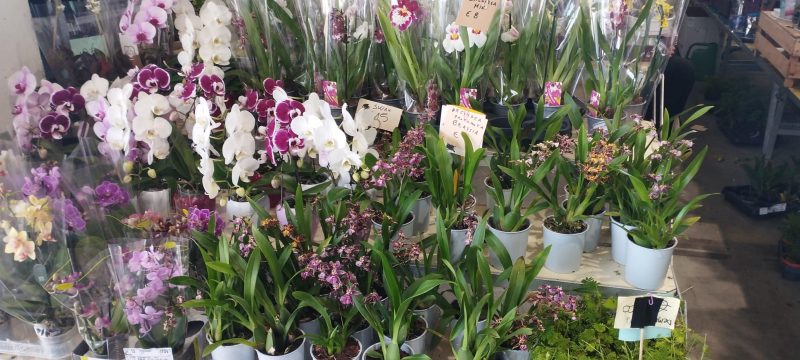 Izlet-clanova-na-Sajam-cvijeca-uomd-rijeka-7