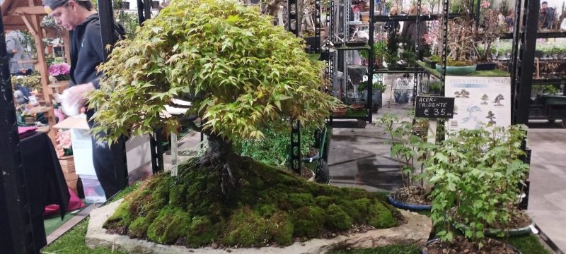 Izlet-clanova-na-Sajam-cvijeca-uomd-rijeka-8