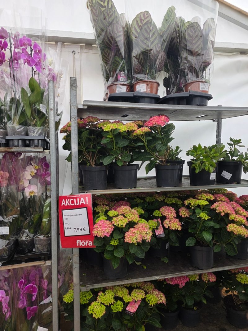 Posjet-Floraartu-uomd-rijeka-5